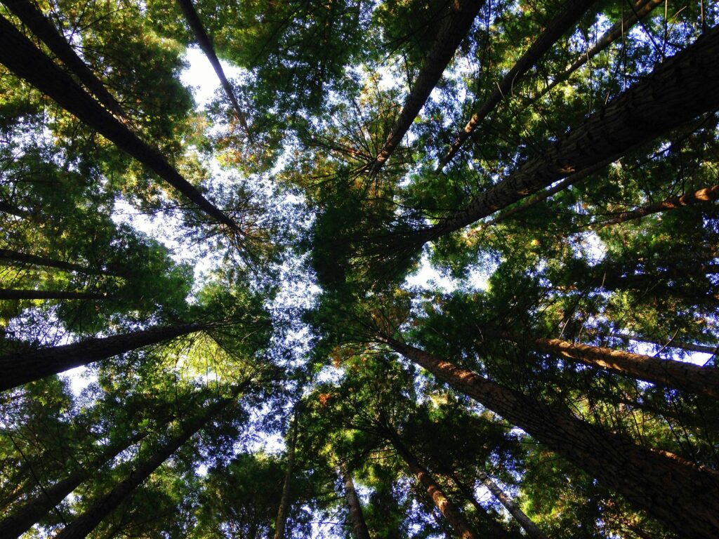 environment environment
